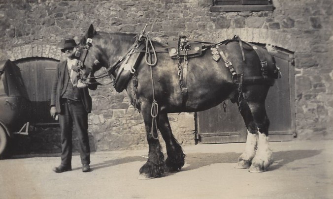 01. Shire horse, WWPetherick, Lower Wharf, Bude