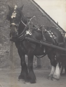 02. Shire horse, WWPetherick, Lower WHarf, Bude