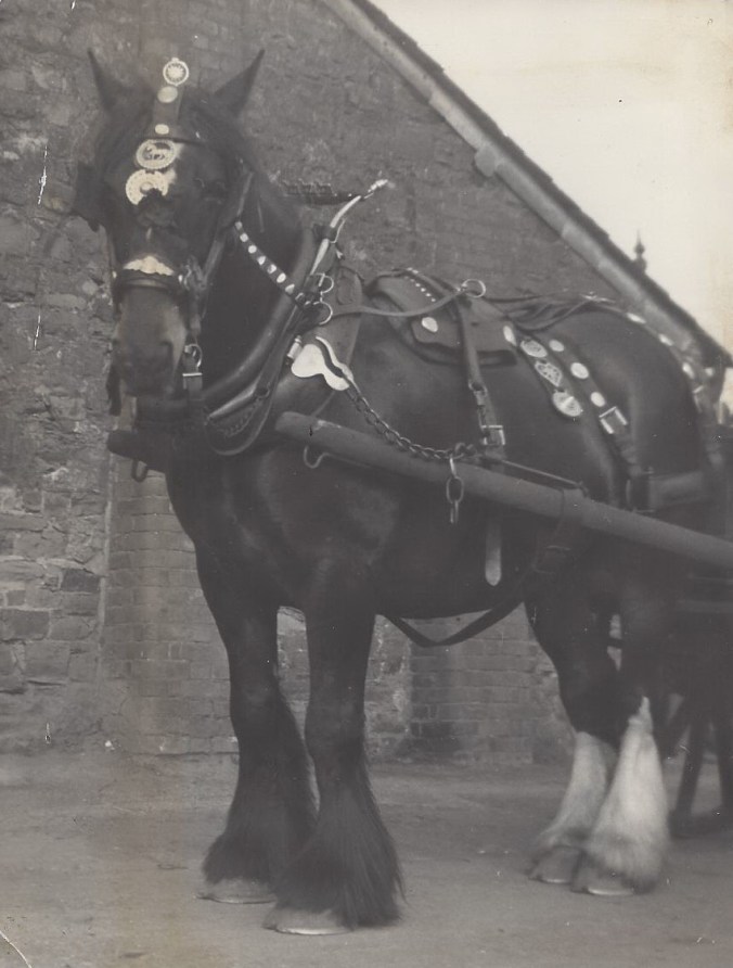 02. Shire horse, WWPetherick, Lower WHarf, Bude